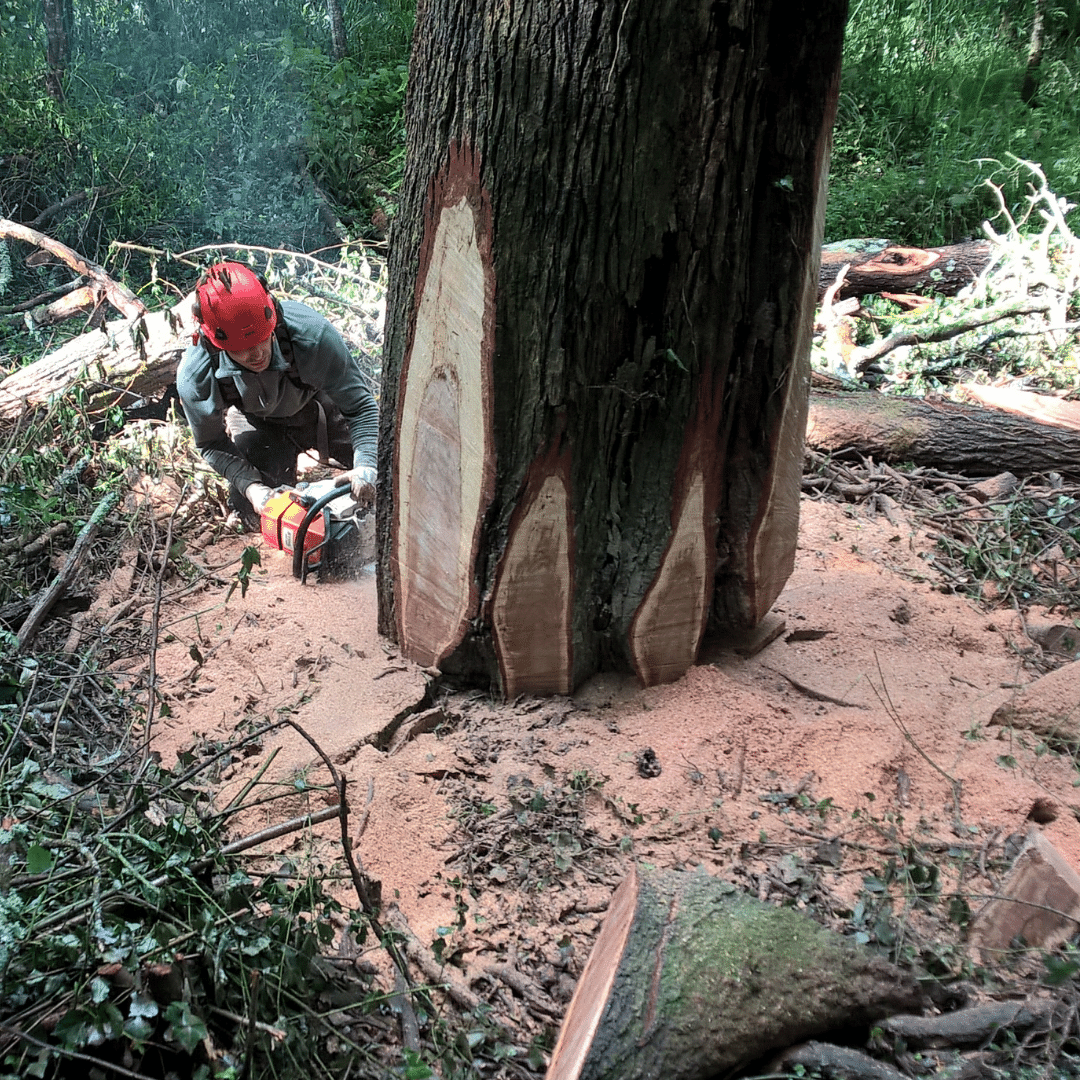 Arbres & co 64 - Lohiague élagages - parcs - jardins - abattages